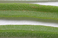 Ericameria parryi attenuata