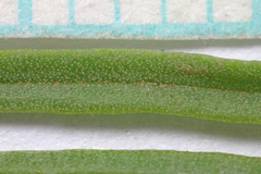 Ericameria parryi attenuata
