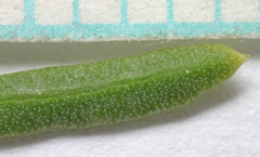 Ericameria parryi attenuata