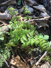 Cystopteris bulbifera