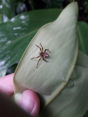 Verrucosa scapofracta