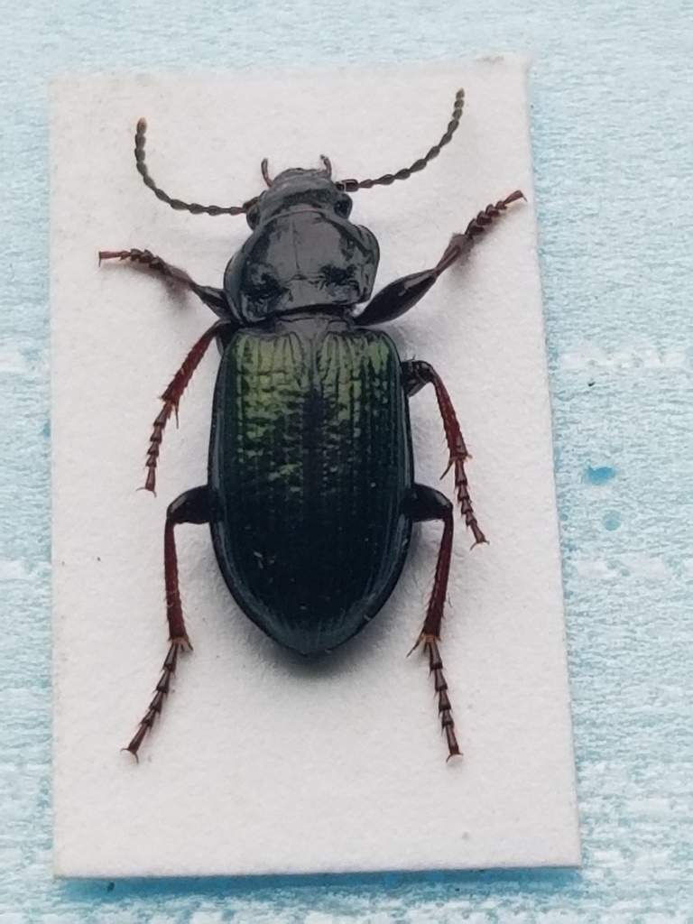 Stereocerus