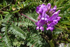 Oxytropis neglecta