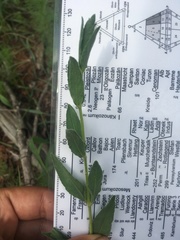 Asystasia atriplicifolia