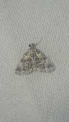 Elophila difflualis