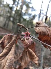 Hamamelis ovalis