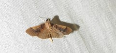 Pilocrocis milvinalis