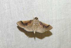 Pilocrocis milvinalis