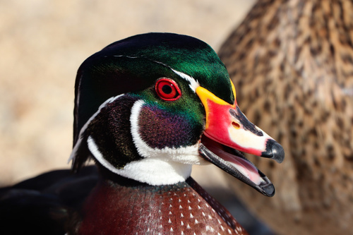 Canard carolin