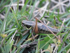 Roeseliana fedtschenkoi