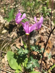 Primula fassettii