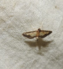 Cnaphalocrocis trebiusalis
