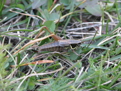 Roeseliana fedtschenkoi