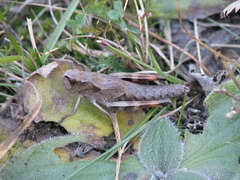 Podismopsis poppiusi