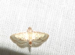 Cnaphalocrocis trebiusalis