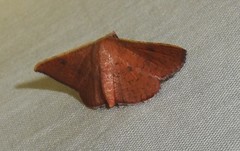 Banisia