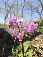 Primula fassettii