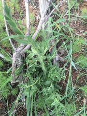 Asystasia atriplicifolia