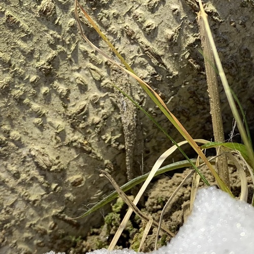 Karsch's Purseweb Spider photo 5