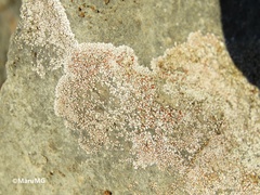 Squamulea galactophylla