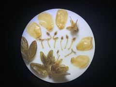 Microlicia sphagnicola