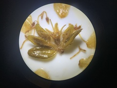 Microlicia sphagnicola