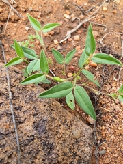 Zornia glochidiata