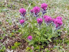 Castilleja parviflora parviflora