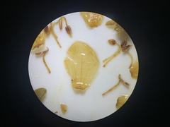 Microlicia sphagnicola