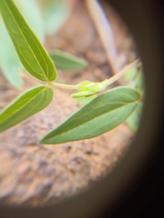Zornia glochidiata