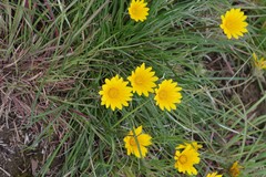 Gazania linearis linearis