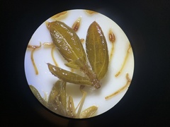 Microlicia sphagnicola