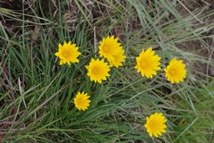 Gazania linearis linearis