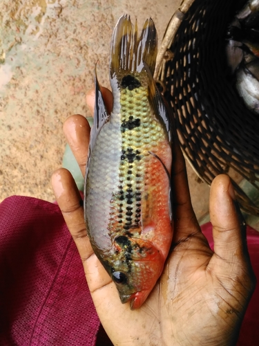 Banded Jewelfish