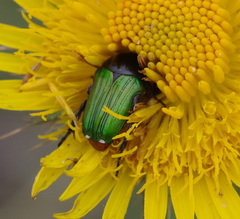 Leucocelis haemorrhoidalis