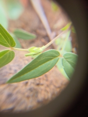 Zornia glochidiata