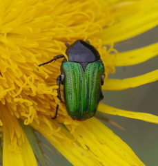 Leucocelis haemorrhoidalis