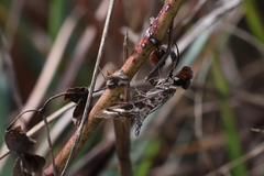 Epipagis forsythae