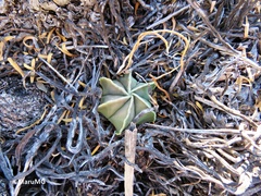 Astrophytum myriostigma