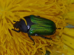Leucocelis haemorrhoidalis