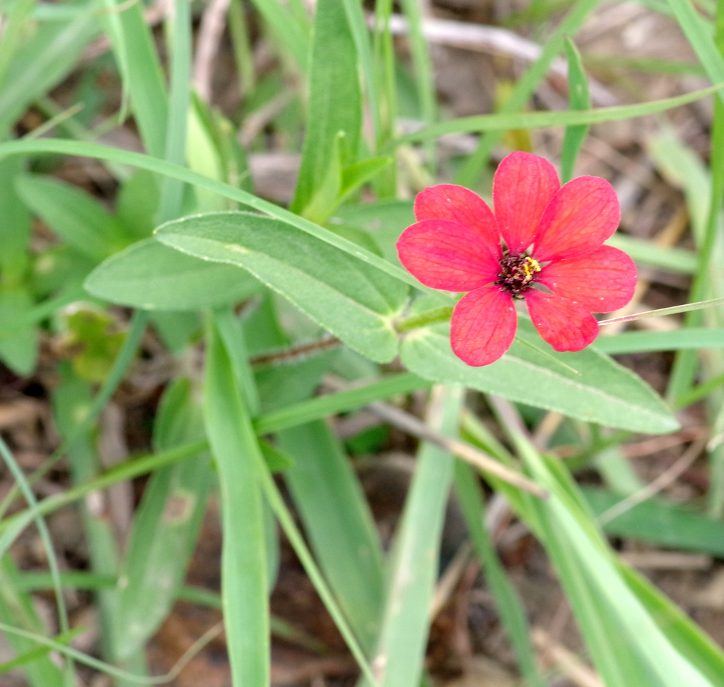 Peruvian zinnia from N2 between Mount Frere and Brooks Nek, Eastern