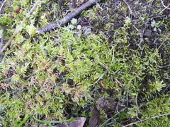 Homalothecium megaptilum