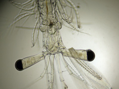 Mesopodopsis slabberi