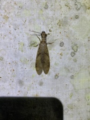 Corydalus flavicornis