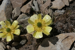 Ranunculus sericophyllus