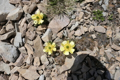Ranunculus sericophyllus