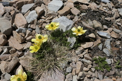 Ranunculus sericophyllus