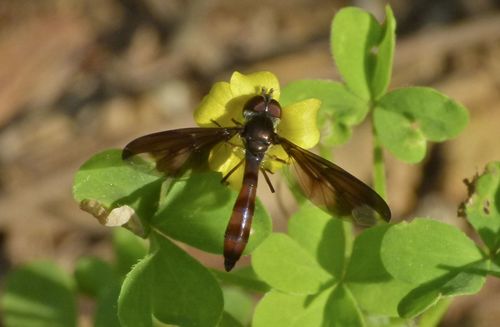 Dusky-winged Hover Fly photo 4