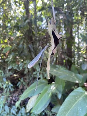 Mecistogaster modesta