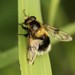 Volucella bombylans plumata - Photo (c) steveuk, some rights reserved (CC BY-NC), uploaded by steveuk